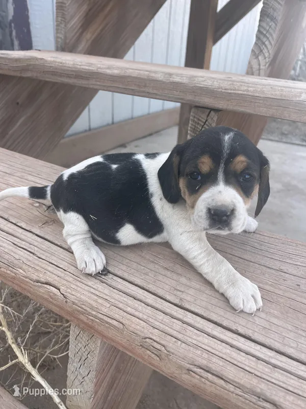 Daisy – Beagle puppy for sale in Pueblo, CO