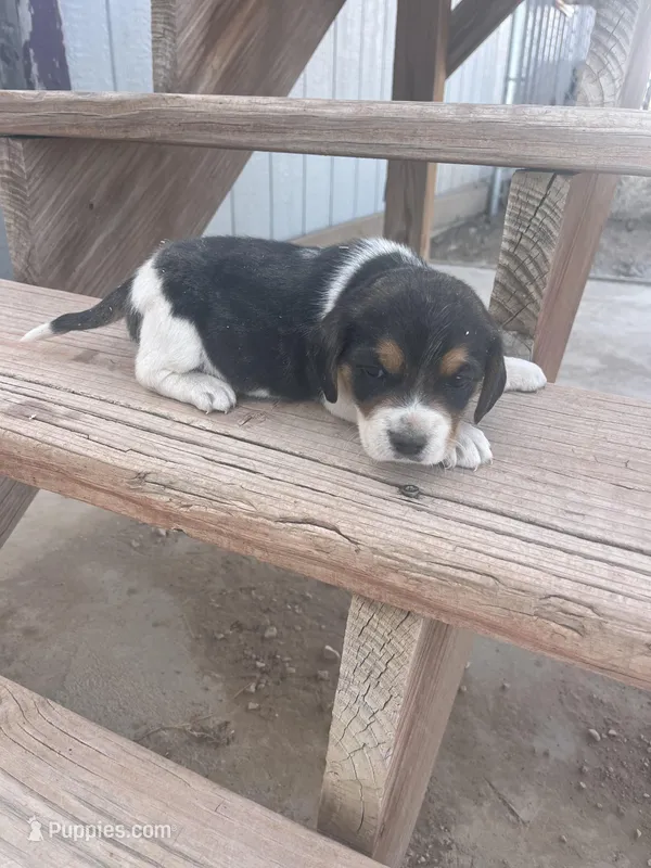Buddy – Beagle puppy for sale in Pueblo, CO