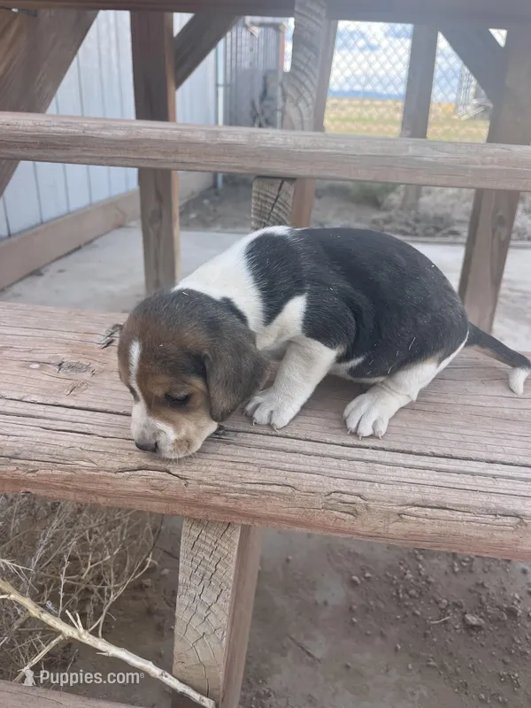 Princess – Beagle puppy for sale in Pueblo, CO