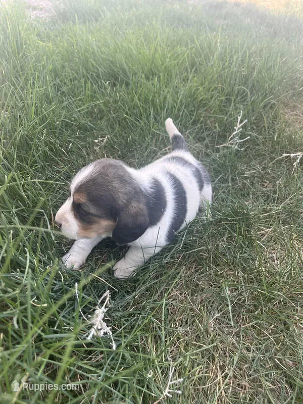 Trudy, a female Beagle for sale in Pueblo, CO – Photo 1 of 1