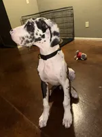 Tache, a male Great Dane for sale in Oklahoma City, OK – 7 of 9