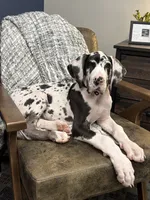 Tache, a male Great Dane for sale in Oklahoma City, OK – 3 of 9