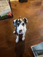 Tache, a male Great Dane for sale in Oklahoma City, OK – 4 of 9