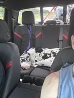 Tache, a male Great Dane for sale in Oklahoma City, OK – 6 of 9