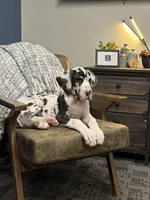Tache, a male Great Dane for sale in Oklahoma City, OK – 2 of 9