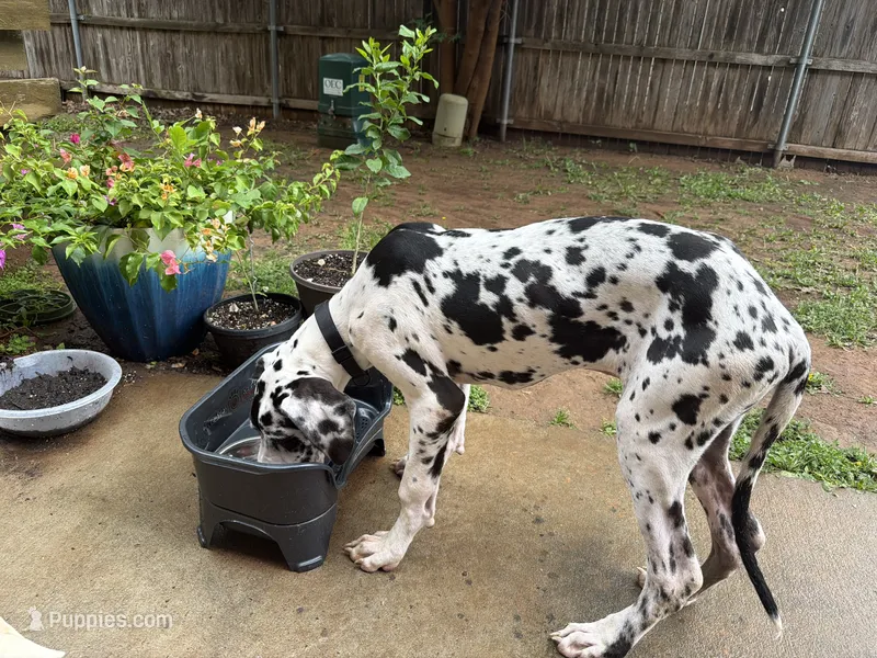 Tache – Great Dane puppy for sale in Oklahoma City, OK