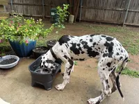 Tache, a male Great Dane for sale in Oklahoma City, OK – 1 of 9