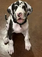 Tache, a male Great Dane for sale in Oklahoma City, OK – 8 of 9