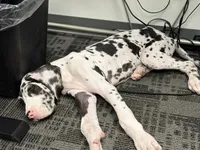 Tache, a male Great Dane for sale in Oklahoma City, OK – 5 of 9