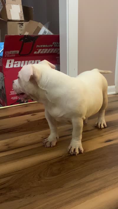 Georgia , a female American Bully for sale in Malone, FL – 1 of 1