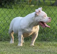 Georgia, a female American Bully for sale in Malone, FL – 3 of 10