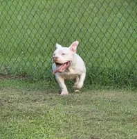 Georgia, a female American Bully for sale in Malone, FL – 7 of 10