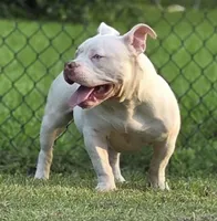 Georgia, a female American Bully for sale in Malone, FL – 10 of 10