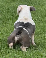 Blue, a female American Bully for sale in Malone, FL – 3 of 5