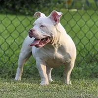 Georgia, a female American Bully for sale in Malone, FL – 2 of 10