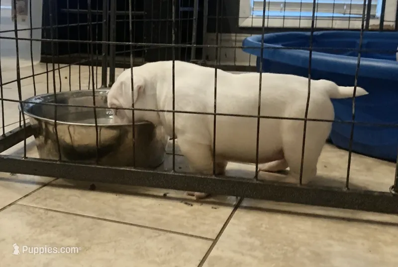 Georgia  – American Bully puppy for sale in Malone, FL
