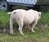 Georgia, a female American Bully for sale in Malone, FL – 4 of 10