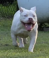 Georgia, a female American Bully for sale in Malone, FL – 6 of 10