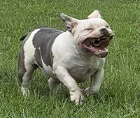 Blue, a female American Bully for sale in Malone, FL – 2 of 5