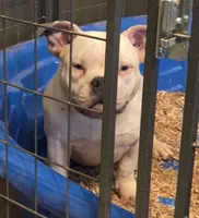 Blue, a female American Bully for sale in Malone, FL – 4 of 5