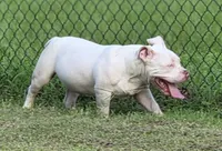 Georgia, a female American Bully for sale in Malone, FL – 5 of 10