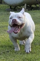 Georgia, a female American Bully for sale in Malone, FL – 9 of 10