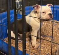 Blue, a female American Bully for sale in Malone, FL – 5 of 5