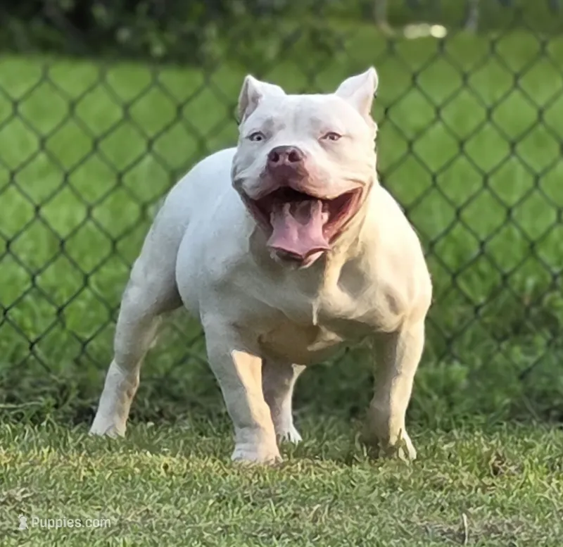 Georgia – American Bully puppy for sale in Malone, FL