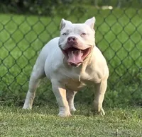 Georgia, a female American Bully for sale in Malone, FL – 1 of 10