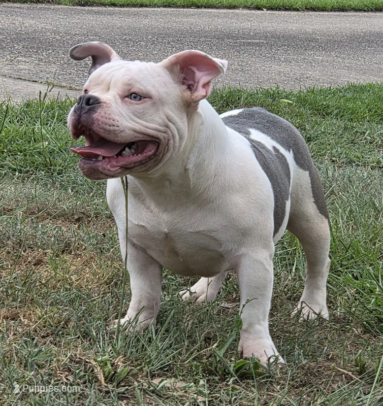 Blue, a female American Bully for sale in Malone, FL – 1 of 5