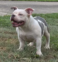 Blue, a female American Bully for sale in Malone, FL – 1 of 5
