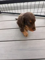 Fig, a male Miniature Dachshund for sale in Elkhart, IN – 5 of 5