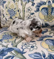 Chip, a male Miniature Dachshund for sale in Elkhart, IN – 3 of 4