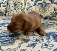 Lucy, a female Miniature Dachshund for sale in Elkhart, IN – 2 of 4