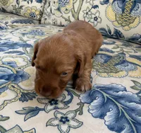 Lucy, a female Miniature Dachshund for sale in Elkhart, IN – 1 of 4