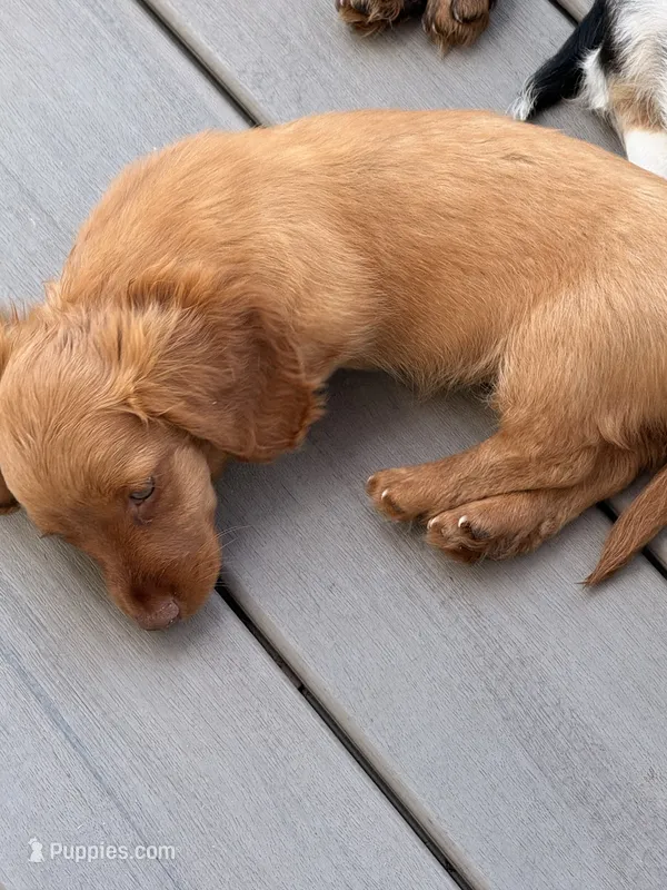 Lucy – Miniature Dachshund puppy for sale in Elkhart, IN
