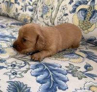 Charlie, a male Miniature Dachshund for sale in Elkhart, IN – 1 of 4