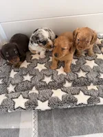 Lucy, a female Miniature Dachshund for sale in Elkhart, IN – 4 of 4