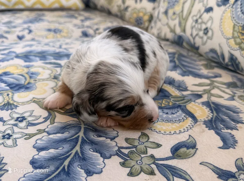 Chip – Miniature Dachshund puppy for sale in Elkhart, IN