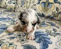 Chip, a male Miniature Dachshund for sale in Elkhart, IN – 2 of 4