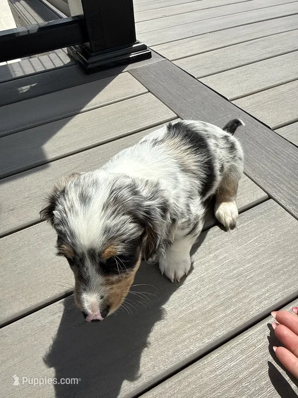 Chip – Miniature Dachshund puppy for sale in Elkhart, IN