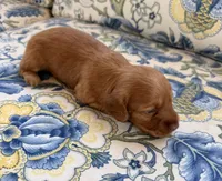 Lucy, a female Miniature Dachshund for sale in Elkhart, IN – 3 of 4