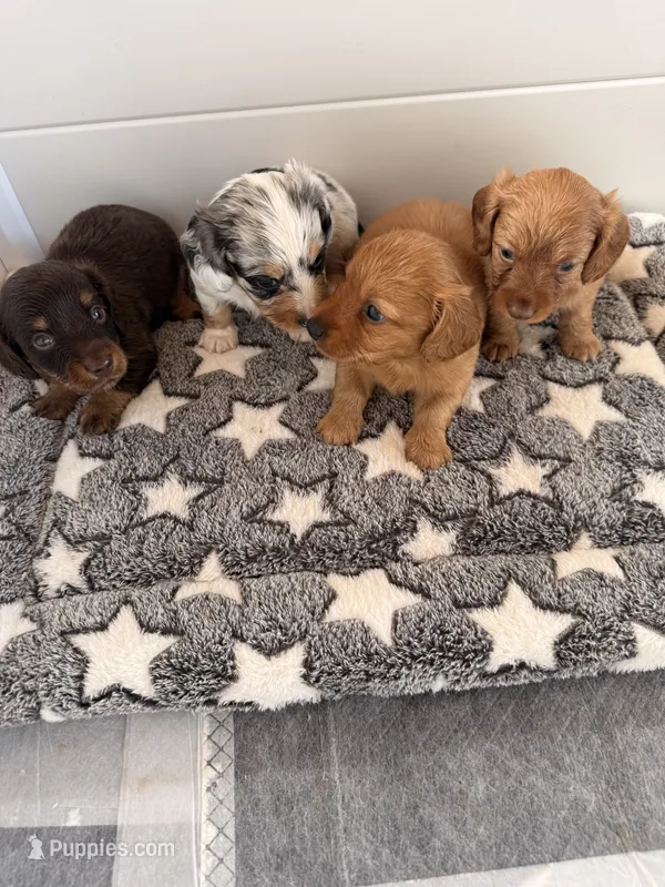 Charlie – Miniature Dachshund puppy for sale in Elkhart, IN