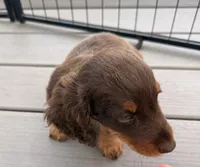 Fig, a male Miniature Dachshund for sale in Elkhart, IN – 2 of 5