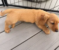 Charlie, a male Miniature Dachshund for sale in Elkhart, IN – 4 of 4