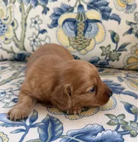 Charlie, a male Miniature Dachshund for sale in Elkhart, IN – 3 of 4