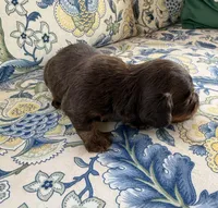 Fig, a male Miniature Dachshund for sale in Elkhart, IN – 3 of 5