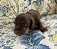 Fig, a male Miniature Dachshund for sale in Elkhart, IN – 4 of 5