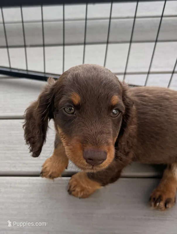 Fig – Miniature Dachshund puppy for sale in Elkhart, IN