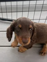 Fig, a male Miniature Dachshund for sale in Elkhart, IN – 1 of 5